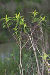 Water toothleaf